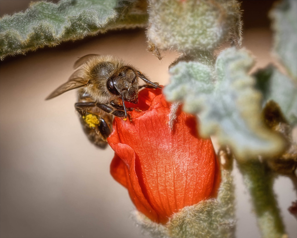honeybee in globemallow flower
