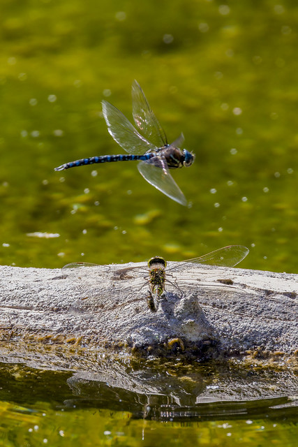 A Pair of Dragonflies