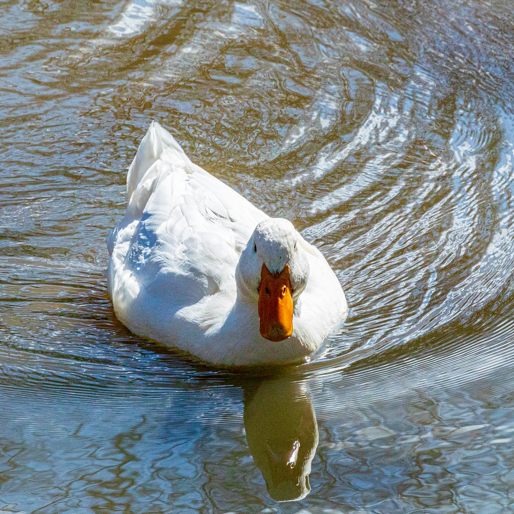 Domestic Duck @ Swift Creek Reservoir - Midlothian, VA, USA