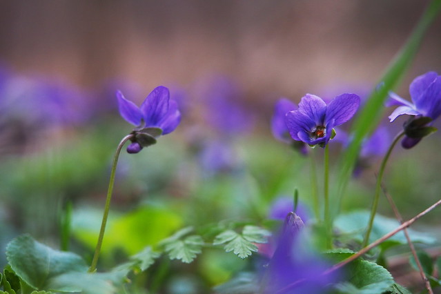 Wald-Veilchen - Viola reichenbachiana
