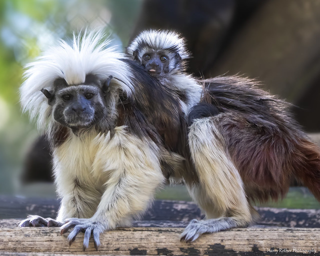 Cotton-top Tamarin mom and baby