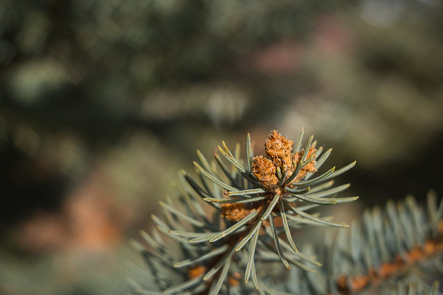 Blue Spruce Buds
