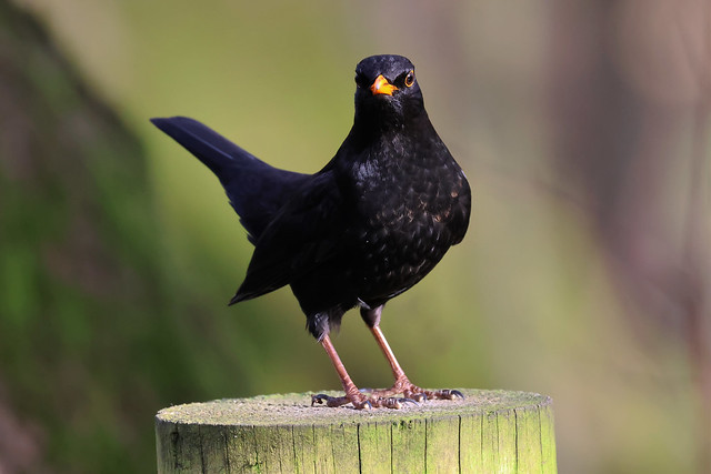 Blackbird with attitude