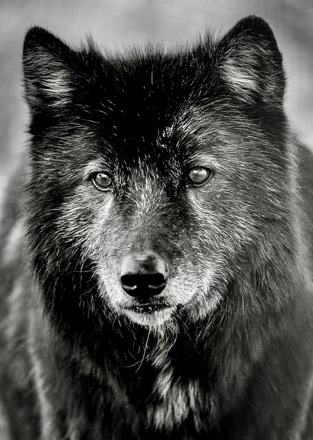 Wolf-dog !