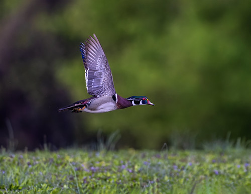 Duck with blue feathers in flight near some woods