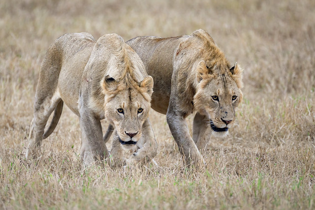 Two Brothers Prowling