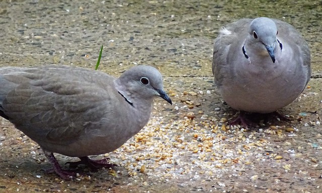 Two collared doves and a ...