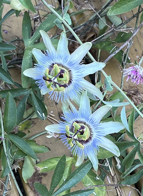 Flora Bluecrown Passionflower by Donna Green