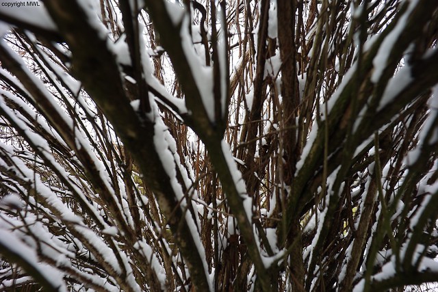 snow twigs
