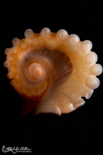 Eledone cirrhosa (Curled Octopus)