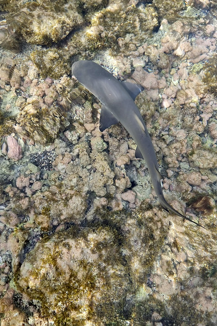Small shark in the shark bay on Sal island - Cape Verde