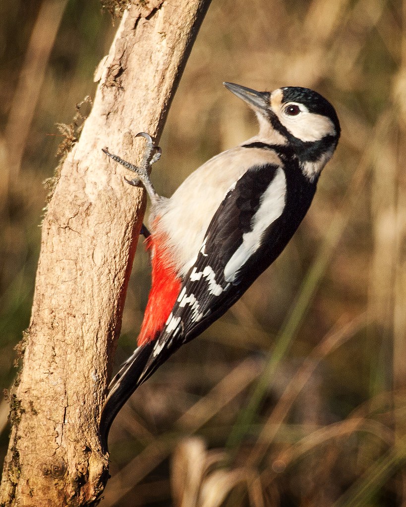"GREAT SPOTTED WOODPECKER",....................Pendle District, Lancashire, England.