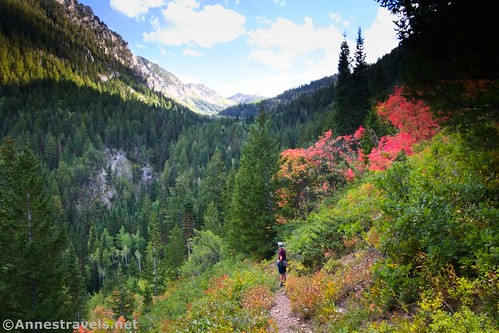Fall foliage and views along the lower slopes of the Kessler Peak Trail, Big Cottonwood Canyon, Uinta-Wasatch-Cache National Forest, Utah