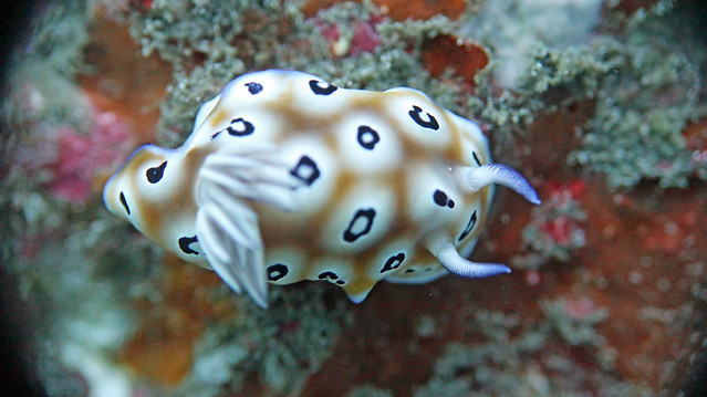 Nudibranch 35