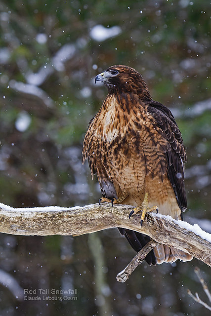 Red_Tail_WEB23_MG_0579