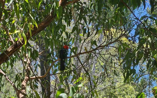Australian king parrot (Alisterus scapularis), Cleland Wildlife Park, South Australia.