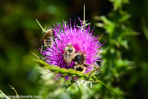 Bees on a thistle along the Kessler Peak Trail, Big Cottonwood Canyon, Uinta-Wasatch-Cache National Forest, Utah