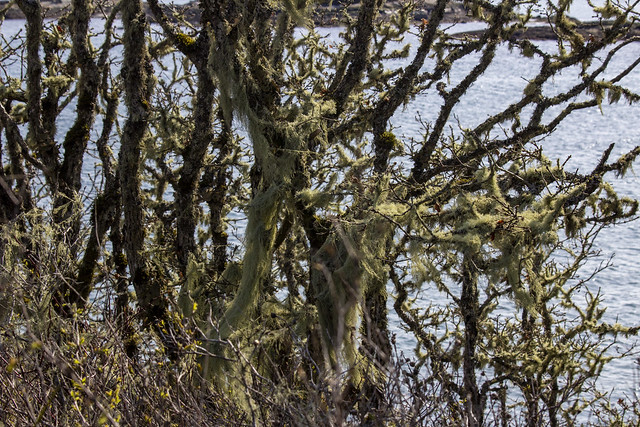 Lichen covered branches, Tower Point, Vancouver island, BC