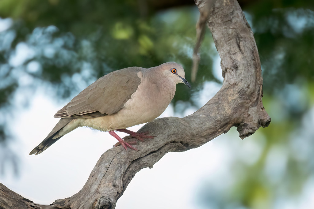 Leptoptila verreauxi (White-tipped Dove) - Columbidae - Pousada Aguape, Campo Grande, Pantanal, Mato Grosso do Sul, Brazil-Edit-2