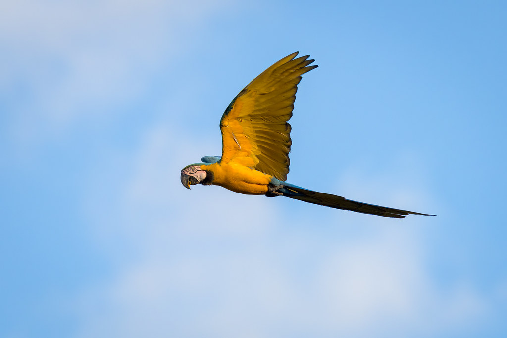 Ara ararauna (Blue-and-Yellow Macaw) - Psittacidae - Pousada Aguape, Campo Grande, Pantanal, Mato Grosso do Sul, Brazil-Edit