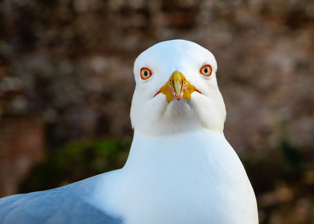 Seagull of the Forum