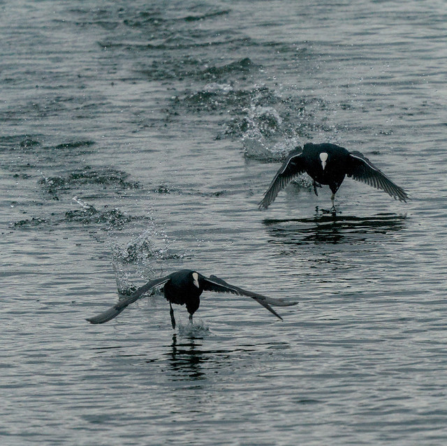 Coots, Sheppey, Kent