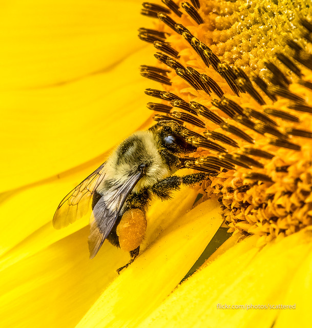 Bee Collecting Pollen from a Sunflower
