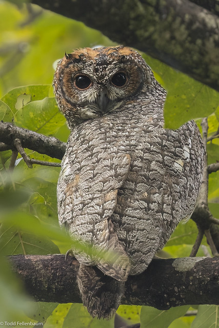 L0A5270-Mottled Wood-Owl