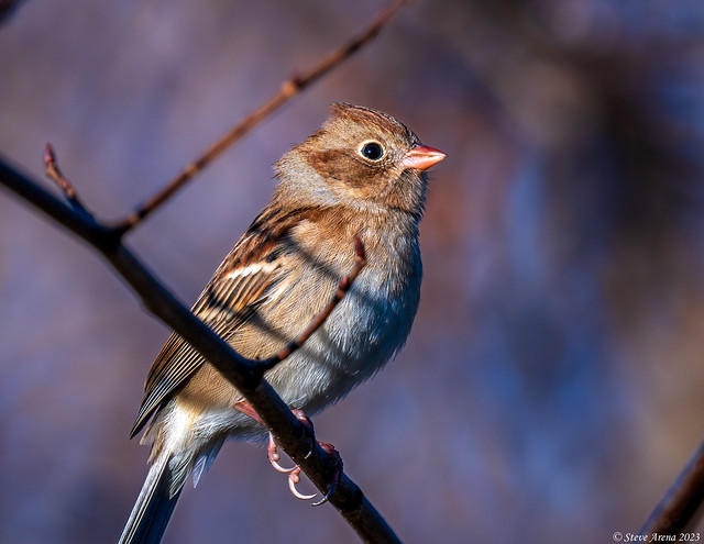 Field Sparrow (Spizella pusilla)