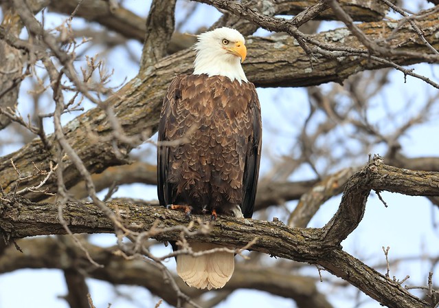 bald eagle near Cardinal Marsh IA 116A8506