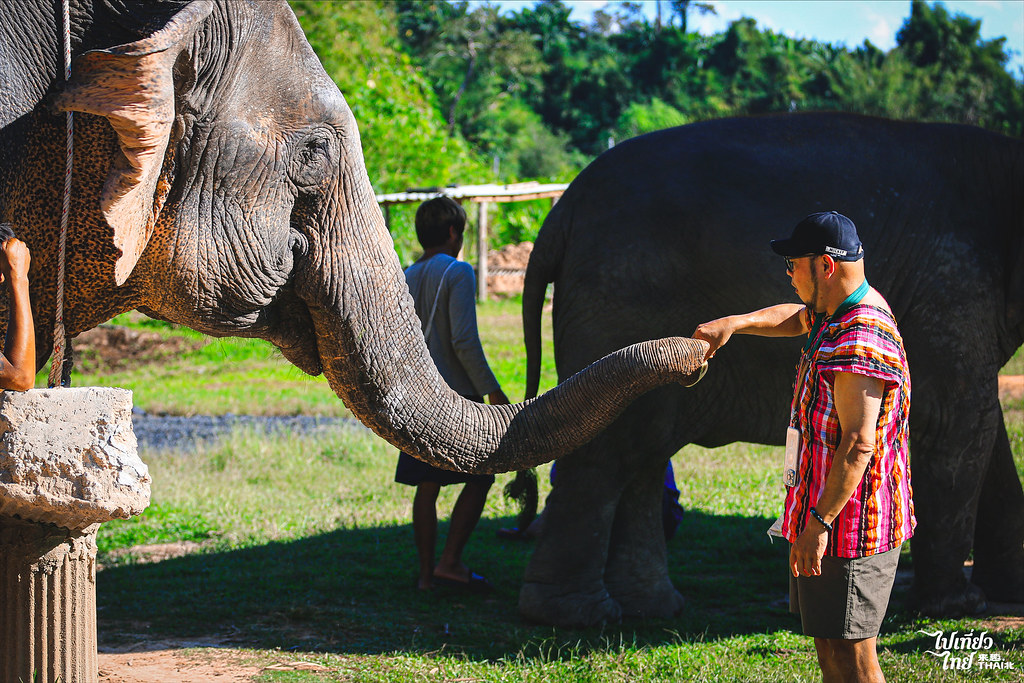 泰國清邁大象自然保護區 | 親近大象半日遊-【Elephant Retirement Park】