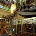 UK - London - Westminster - Burlington House - Geological Society - Library - Replica Megalosaurus skeleton