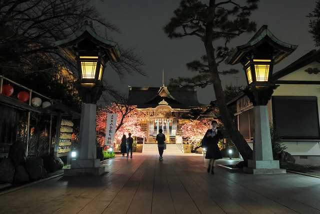 Sakura Shrine at night