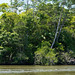 Selva a ambos lados del río. Tortuguero. Jungle on both sides of the river. Tortuguero