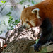 Red Panda in a tree