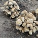 Mushrooms eat tree roots at Plaça de Lesseps