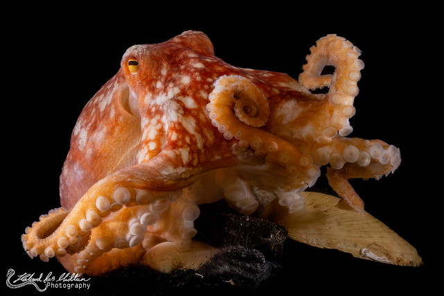 Eledone cirrhosa (Curled Octopus)