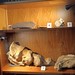 UK - London - Westminster - Burlington House - Geological Society - Parlour - Fossils