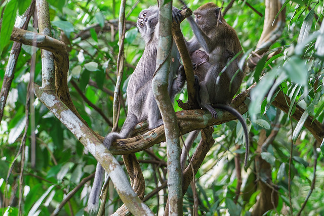 Long-tailed Macaque lll