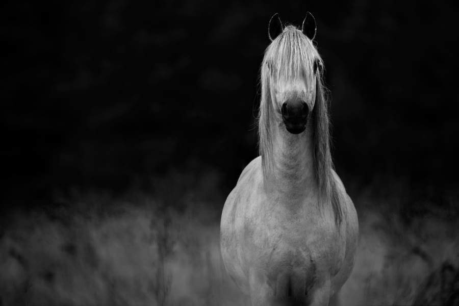 A horse with no name…