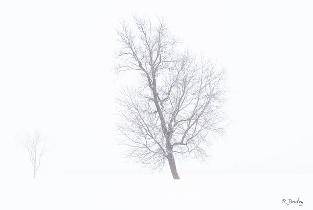Two Trees in a Snowstorm, Hawkesbury, Ontario