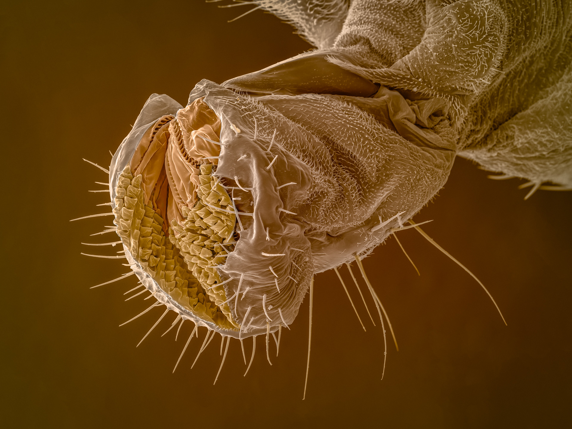 Fym Insect Fruit fly - www.photomacrography.net
