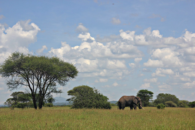 Tarangire National Park landscape, Tanzania