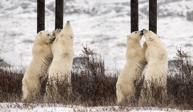 Poles and polar bears