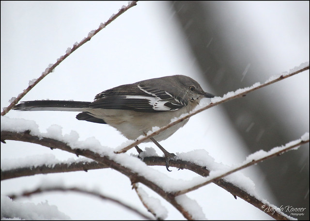 Snowy Mockingbird...