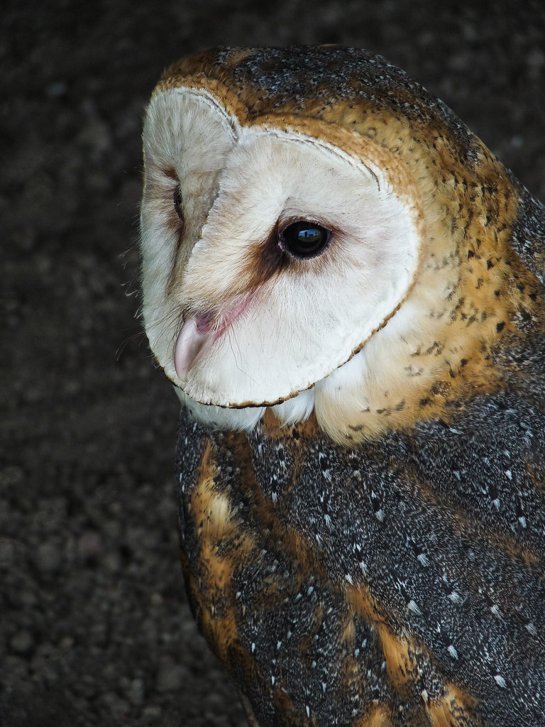 Barn Owl / Tyto alba, in rehabilitation, 2009