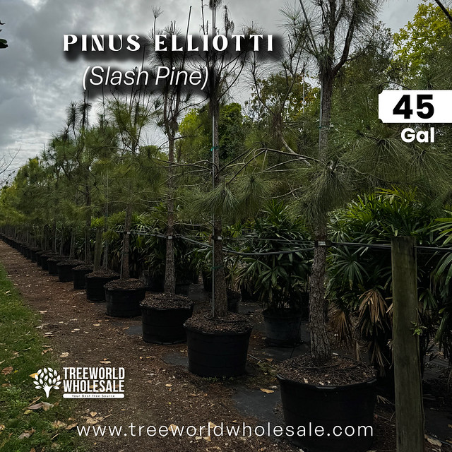Pinus Elliotti - Slash Pine - 45 gal