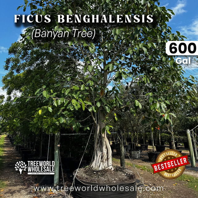 Ficus benghalensis - 600 gal - 2