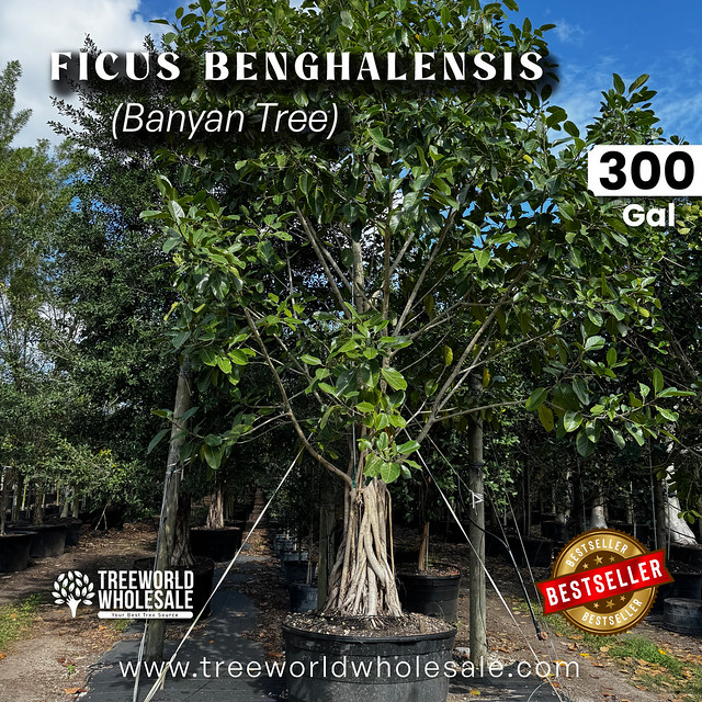 Ficus benghalensis - 300 gal - 2