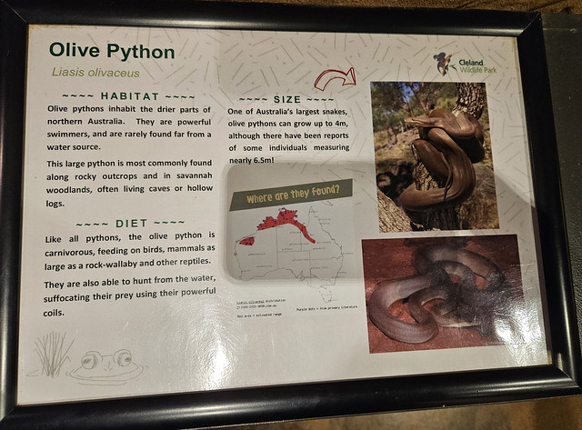 Olive python (Liasis olivaceus), Cleland Wildlife Park, South Australia.